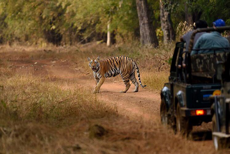 Tiger Wildlife Safari India